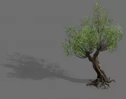 Salix-desert plant 16 3D model