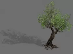 Salix-desert plant 17 3D model