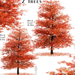 Set of Black Gum or Nyssa sylvatica Trees - 2 Trees 3D model