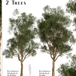 Set of Eucalyptus Globulus or Blue gum Trees - 2 Trees 3D model