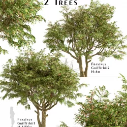 Set of Fraxinus Griffithii or Griffiths ash Trees - 2 Trees 3D model