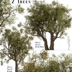 Set of Olive or Olea Europaea Trees - 2 Trees 3D model