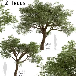 Set of Olive or Olea Europaea Trees - 2 Trees 3D model