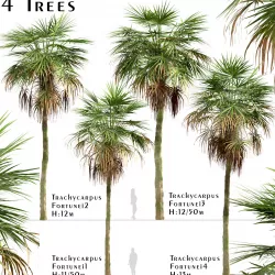 Set of Trachycarpus Fortunei or Chinese windmill Palm trees 3D model
