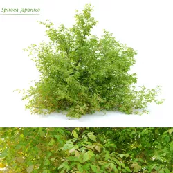 Spiraea japanica bush 3D model