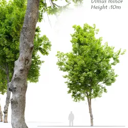 Ulmus minor- Smooth leaf Elm 3D model