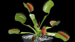 Venus flytrap 3D model