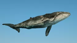 whale 3D model