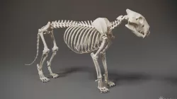 3D Lion Skeleton Sculpture 3D model