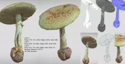Amanita verna - fools mushroom Low-poly 3D model