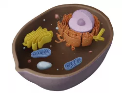 Animal Cell Low-poly 3D model