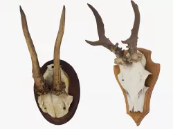 Antler Collection 3D model