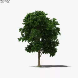 Ash Tree 3D model