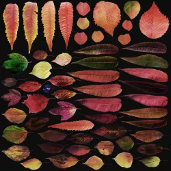 Autumn leaves 3D model
