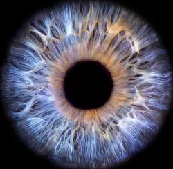 Blue eyes 3D model