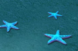 bmarine cartoon world - blue five - pointed star 3D model