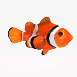 Clown Fish 3D model