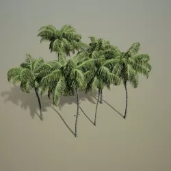 Cocos nucifera 3D model