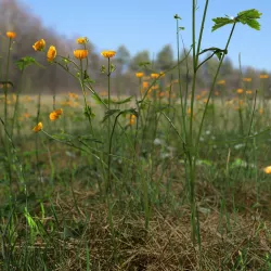 Creeping Buttercup Flower Meadow Patch 3D model