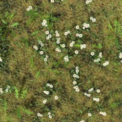 Daisy Meadow Patch 3D model