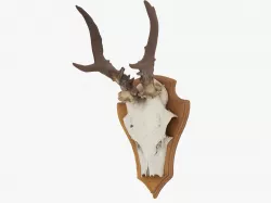 Deer Antlers 3D model