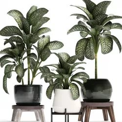 Dieffenbachia in a pot 452 3D model