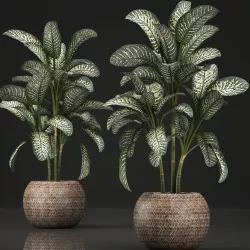 Dieffenbachia in a pot 455 3D model