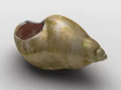 Dog whelk Rock whelk Sea snail Low-poly 3D model