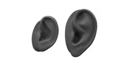 ear 3d model 3D model
