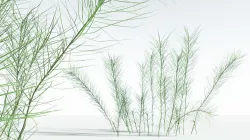 EVERYPlant Common Horsetail 01 --15 Models-- 3D model