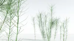 EVERYPlant Common Horsetail 02 --15 Models-- 3D model