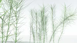 EVERYPlant Common Horsetail 03 --15 Models-- 3D model