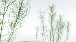 EVERYPlant Common Horsetail 04 --15 Models-- 3D model