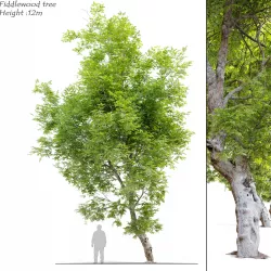 Fiddlewood tree 2 3D model