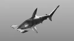 hammerhead shark low poly Low-poly 3D model
