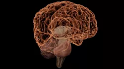 High Resolution 8k Human Brain System Pack  Premium 3D model