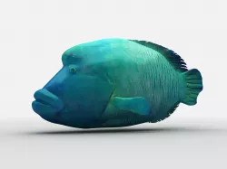  Humphead Wrasse Fish Low-poly 3D model