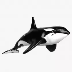 Killer Whale  Sculpt 3D model
