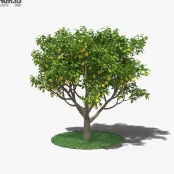 Lemon Tree 3D model