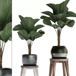 Licuala palm in a pot 453 3D model