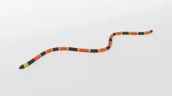 Low Poly Cartoon Coral Snake Low-poly 3D model