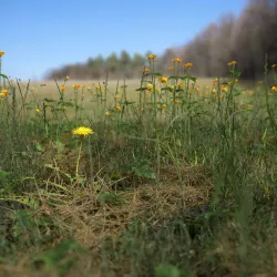 Plant Pack Meadow 3D model