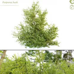 Purpurea bush 3D model