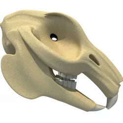 Rabbit Skull 3D model