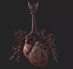 Realistic Human Heart Low-poly 3D model
