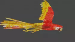 scarlet macaw 3D model
