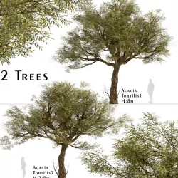 Set of Acacia Tortilis or Vachellia tortilis Trees - 2 Trees 3D model