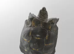 Tortois  3D model