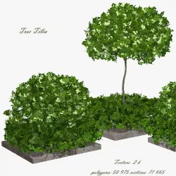 Tree Tilia 3D model