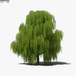 Willow Tree 3D model